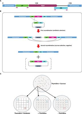 Enhancing Agrobacterium-mediated plant transformation efficiency through improved ternary vector systems and auxotrophic strains